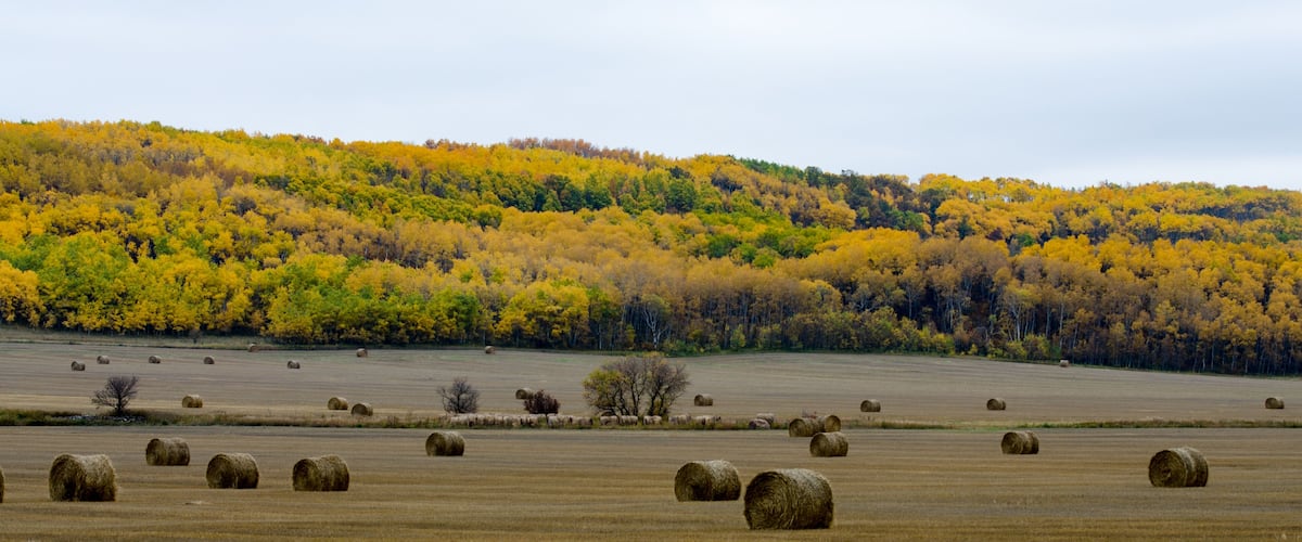 A field with hay bales and a forest with autumn-colored trees.