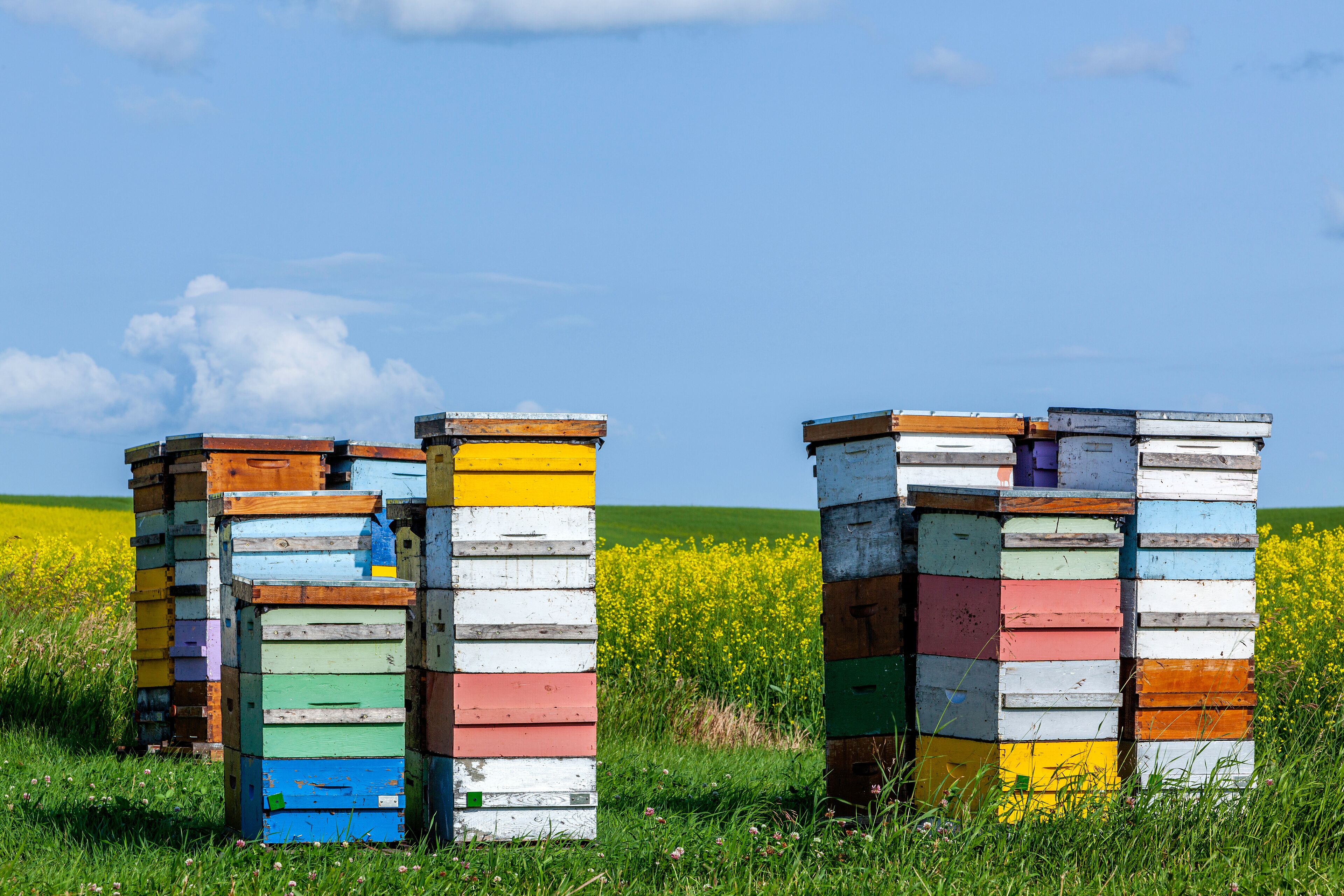 Beehives in a farm field, Pembina Valley, Manitoba, Canada.	
