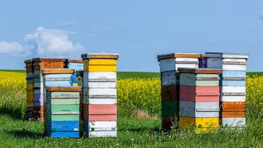 Beehives in a farm field, Pembina Valley, Manitoba, Canada.