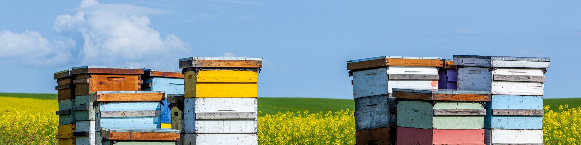 Beehives in a farm field, Pembina Valley, Manitoba, Canada.