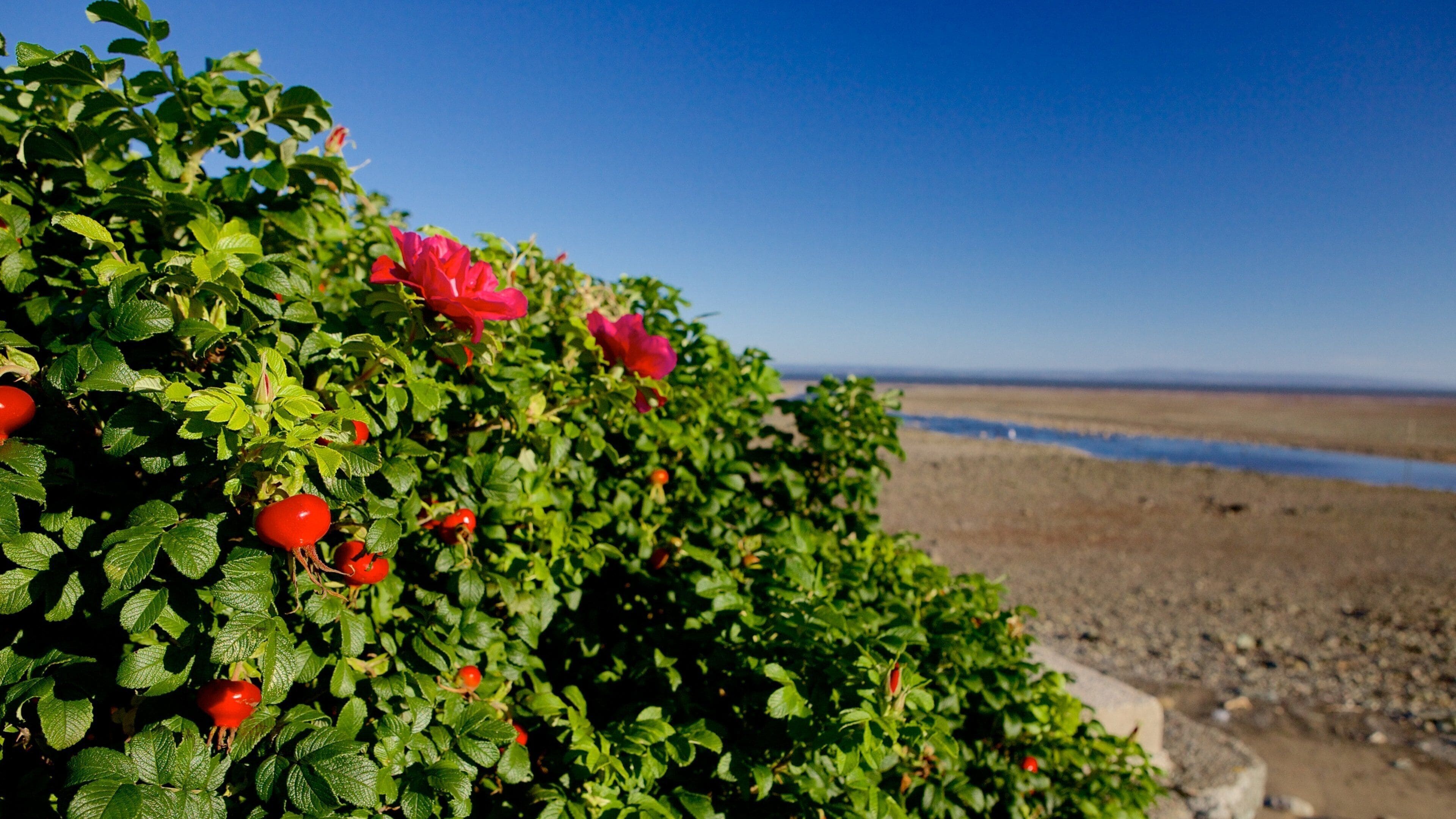 Alma showing a pebble beach and flowers