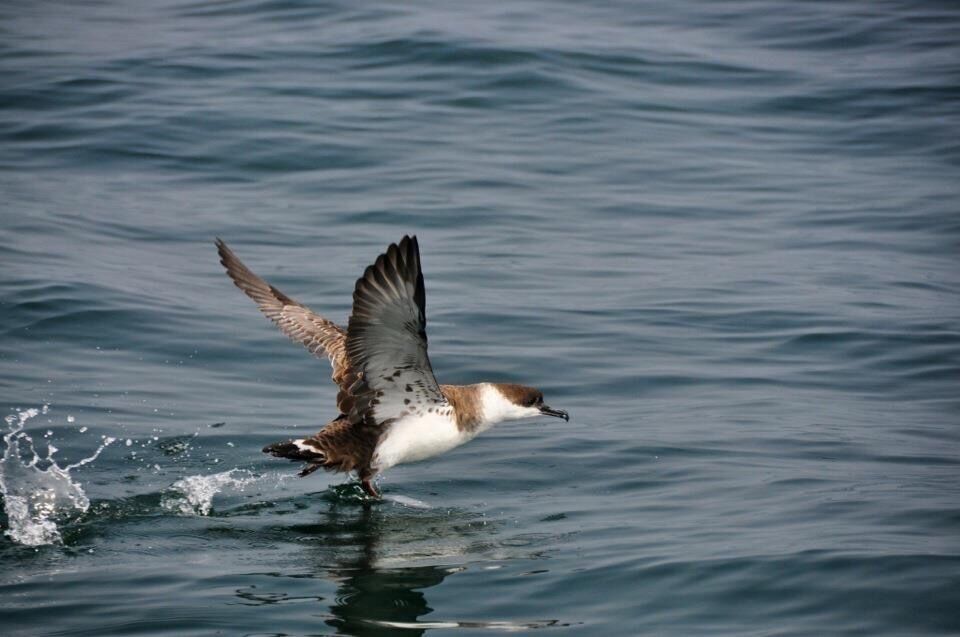 I think I can, I think I can