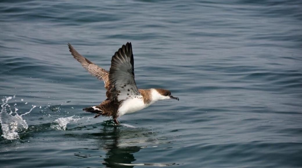 I think I can, I think I can