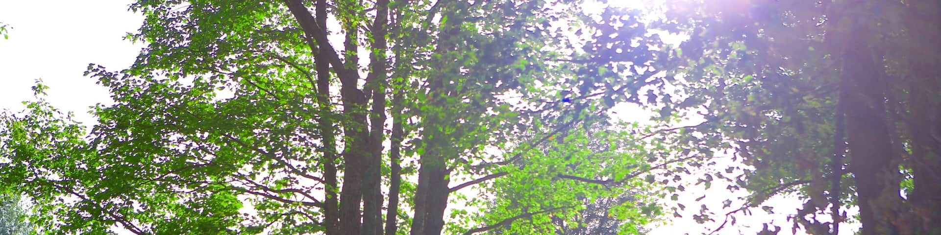 Oromocto showing a garden