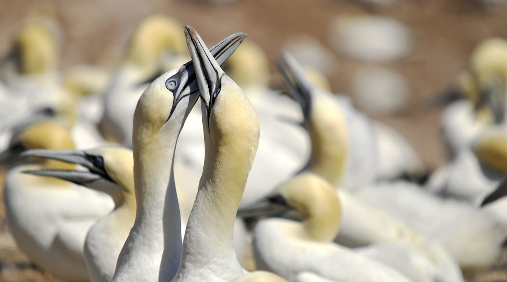 Colony of Northern Gannets sunbathing off Bonaventure Island Quebec, Canada. The Northern Gannet (Morus bassanus) is a seabird and is the largest member of the gannet family, Sulidae