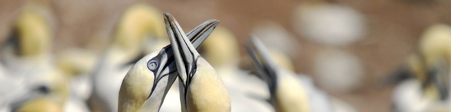 Colony of Northern Gannets sunbathing off Bonaventure Island Quebec, Canada. The Northern Gannet (Morus bassanus) is a seabird and is the largest member of the gannet family, Sulidae