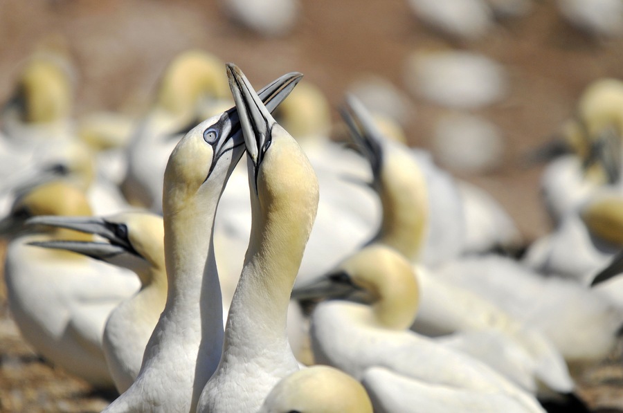 Colony of Northern Gannets sunbathing off Bonaventure Island Quebec, Canada. The Northern Gannet (Morus bassanus) is a seabird and is the largest member of the gannet family, Sulidae