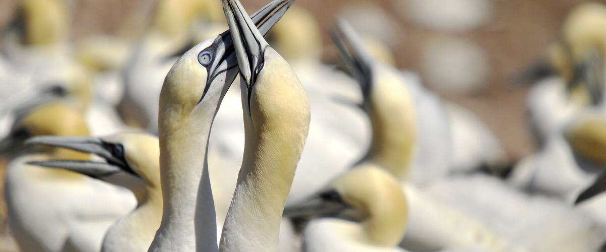 A group of birds with long necks and distinctive beaks.
