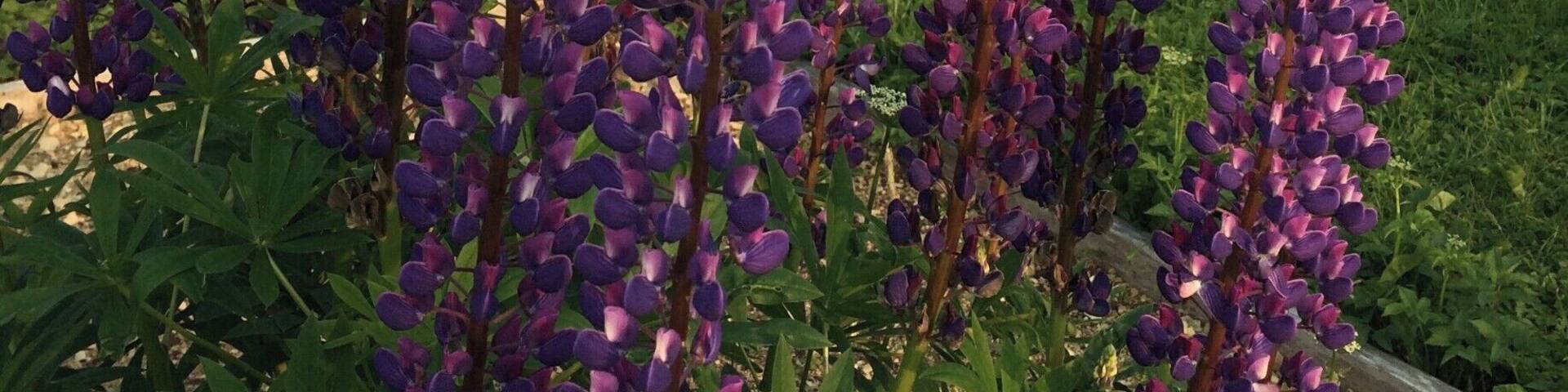 Lupins cold and standing still over a backdrop of recently bailed hay.