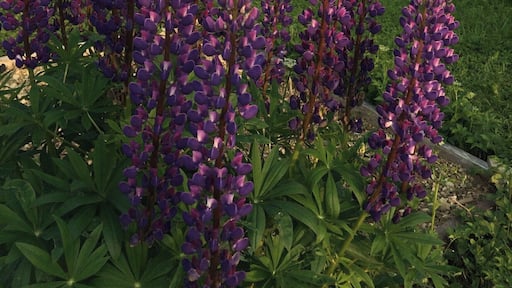 Lupins cold and standing still over a backdrop of recently bailed hay.