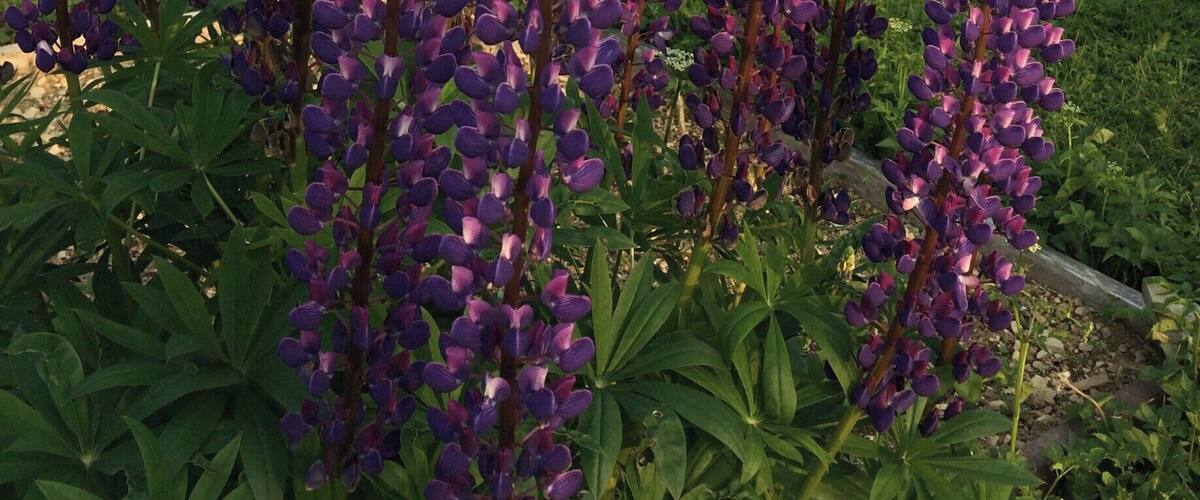 Purple lupine flowers in a field with hay bales in the background.