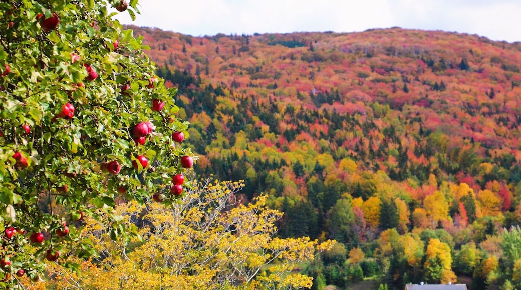Any road in Cape Breton is beautiful in October, but Margaree Valley is my fav!
