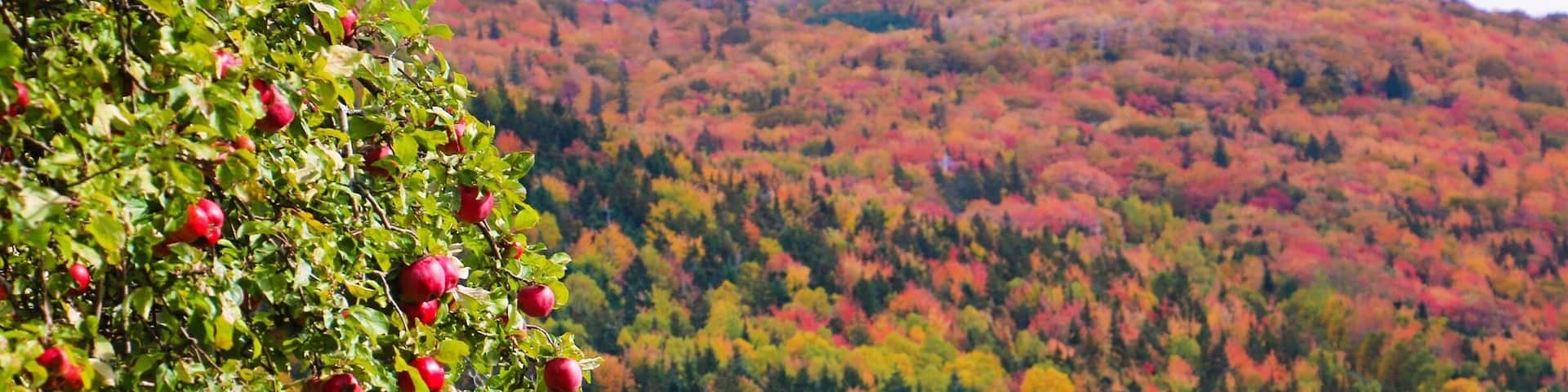 Any road in Cape Breton is beautiful in October, but Margaree Valley is my fav!