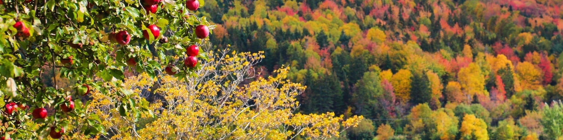 Any road in Cape Breton is beautiful in October, but Margaree Valley is my fav!