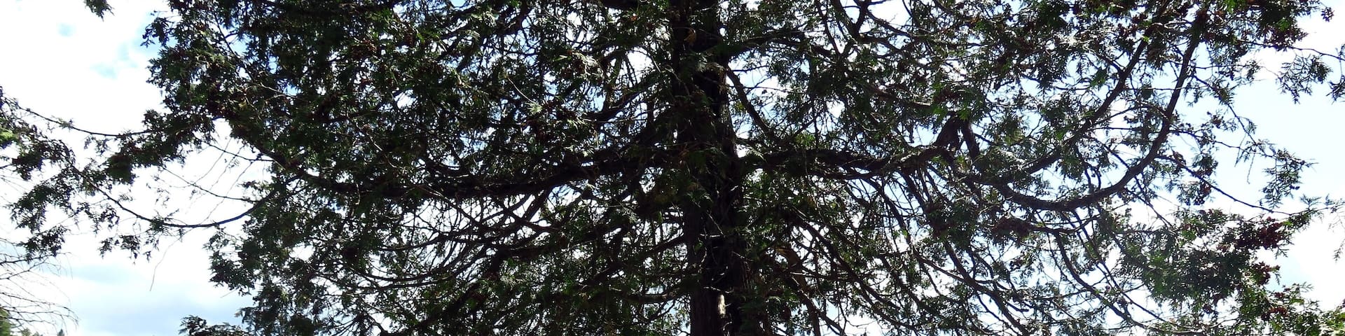 a footbridge by a lake in Barry's Bay, Ontario, Canada, May