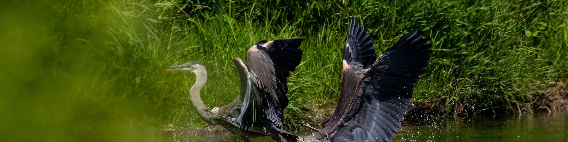Two young Great blue herons fighting for hunting territory.Picture taken from behind a natural photo blind in Wisconsin.