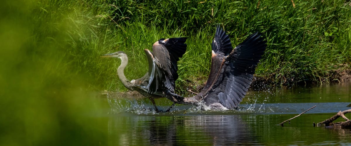 A bird landing in water with grass in the background.