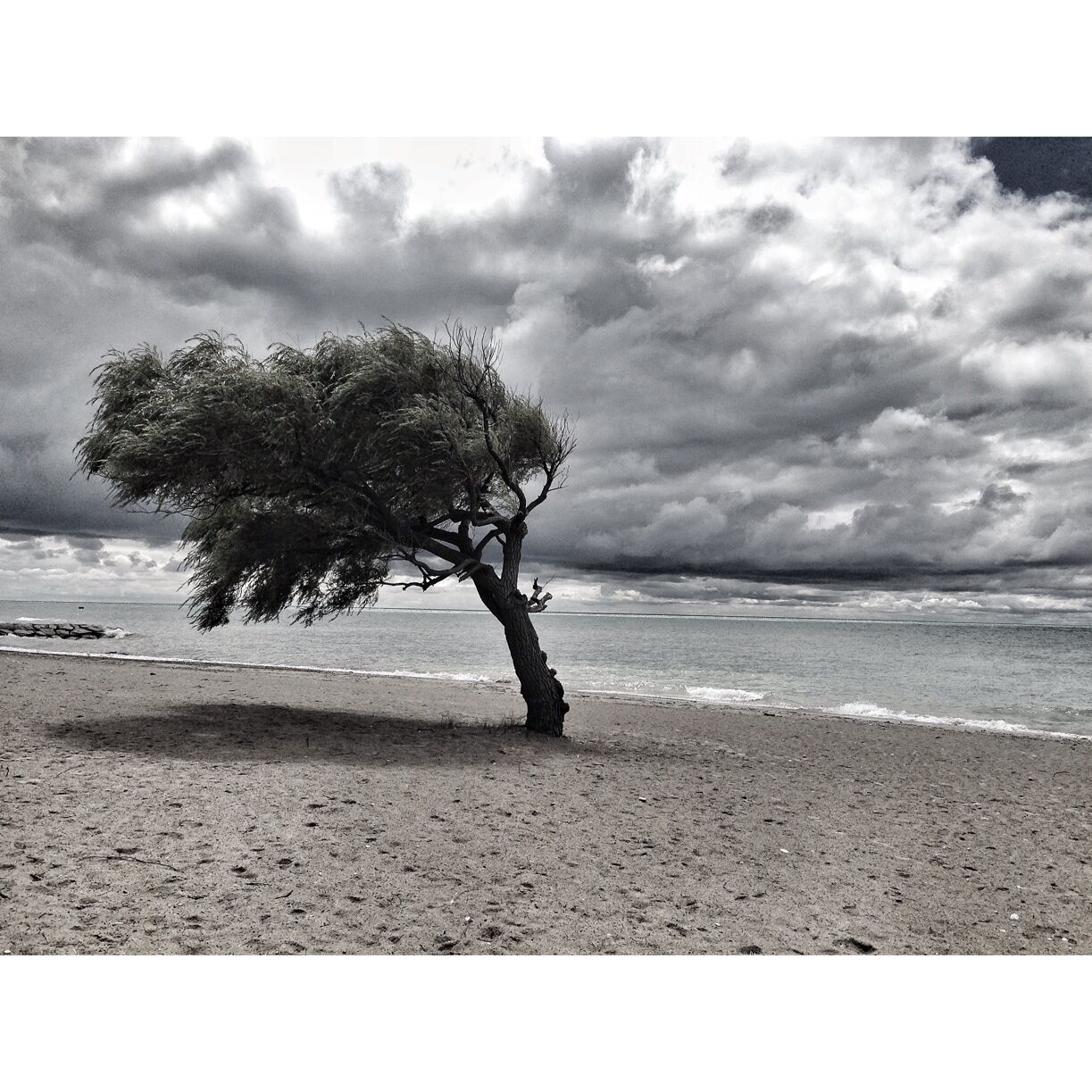 Seen this cool tree today driving home from Sauble. It wasn't windy outside but it looks like it was. #beach