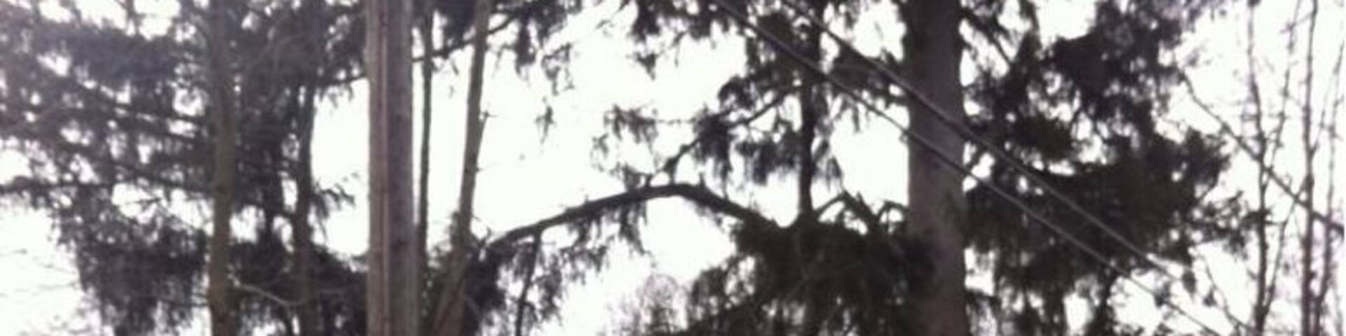 Random horse and buggy sighting