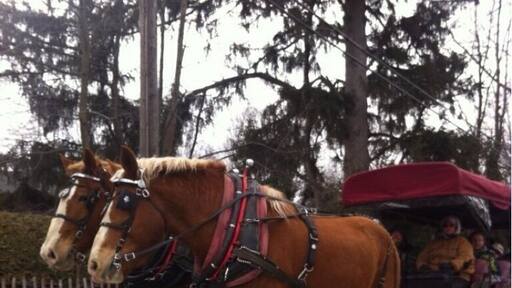 Random horse and buggy sighting