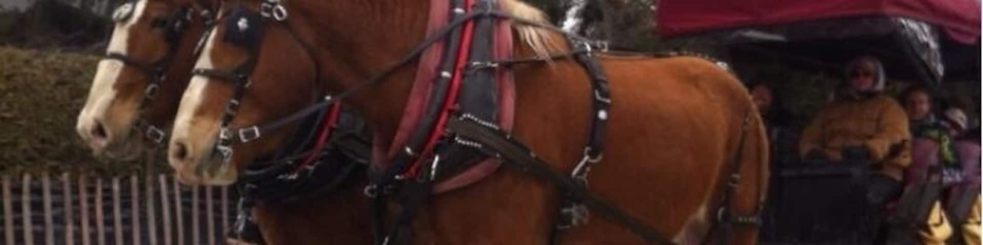 Random horse and buggy sighting