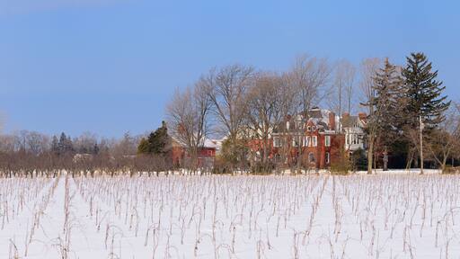 Harbour Estates Winery with new vines and orchard in Niagara Peninsula in winter