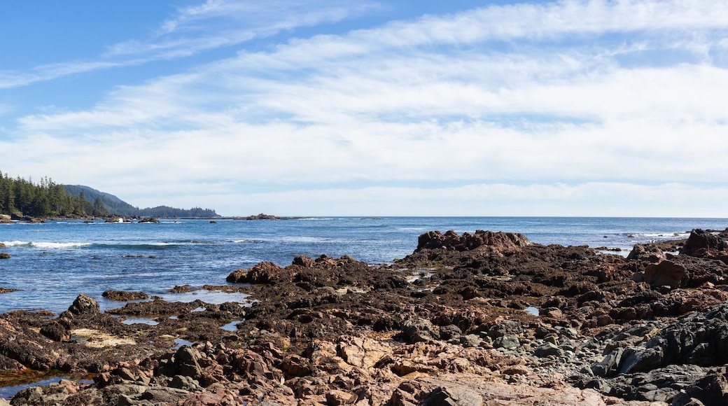 Rocky beach on the Pacific Ocean Coast during a sunny summer day. Taken in Palmerston Beach, Northern Vancouver Island, BC, Canada.