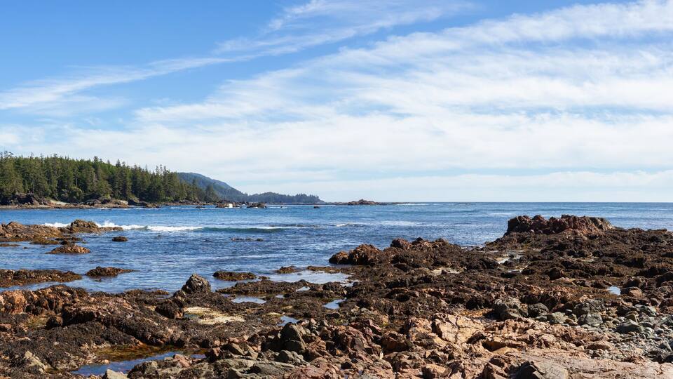 A rocky shoreline with a forested area and a clear blue sky.