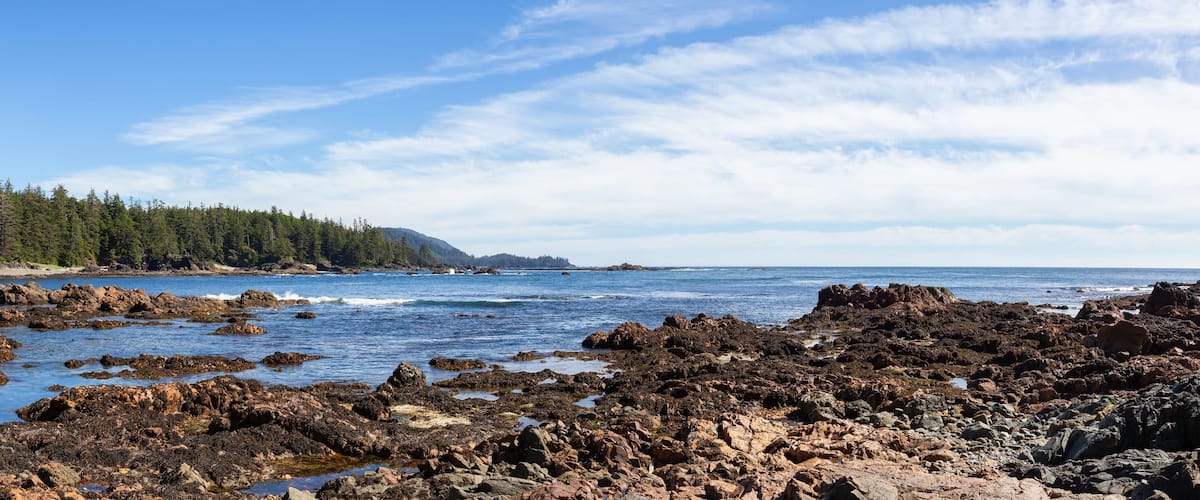 A rocky shoreline with a forested area and a clear blue sky.