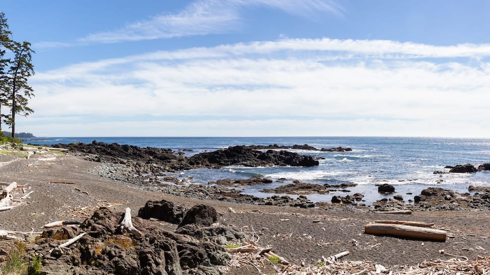 A rocky shoreline with driftwood and trees.