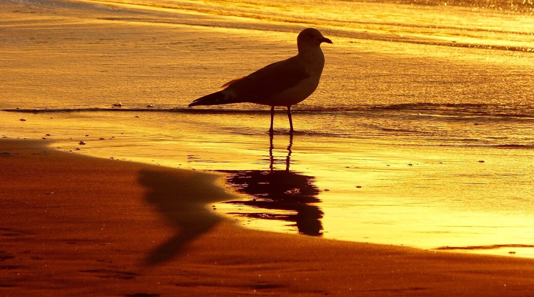 Last minutes of sunset light ... @ Port Elgin