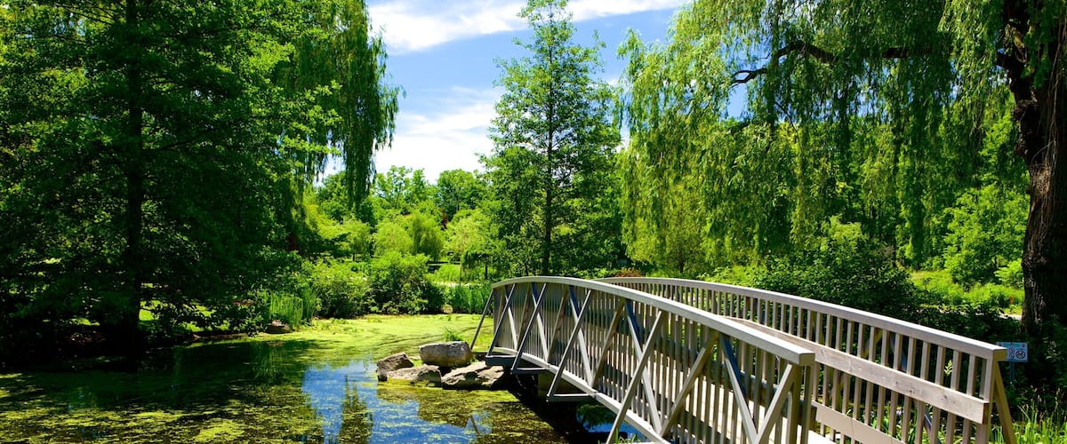 A wooden bridge over a pond surrounded by lush greenery and trees.