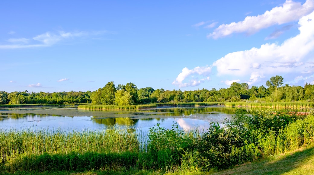 The calm waters of a pond reflect the surrounding trees and bushes late in the evening on a blue sky summers day.
