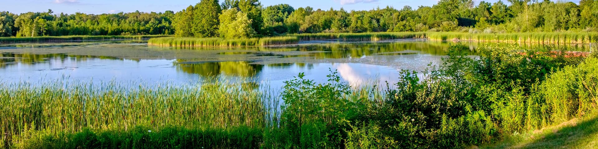 The calm waters of a pond reflect the surrounding trees and bushes late in the evening on a blue sky summers day.