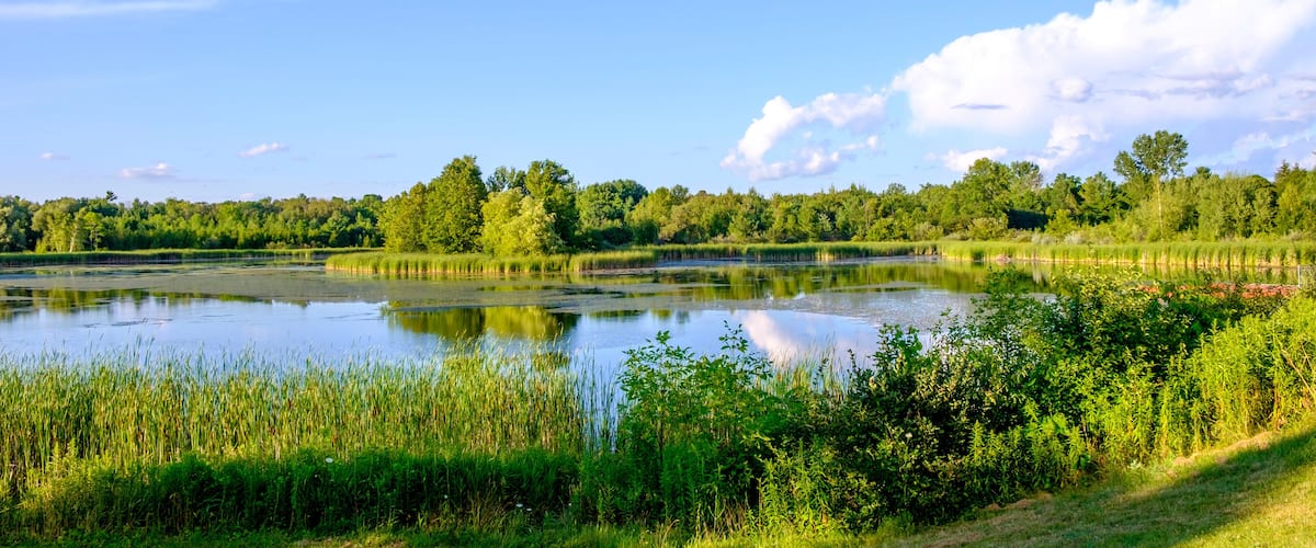 A calm lake surrounded by lush greenery and trees under a clear blue sky.