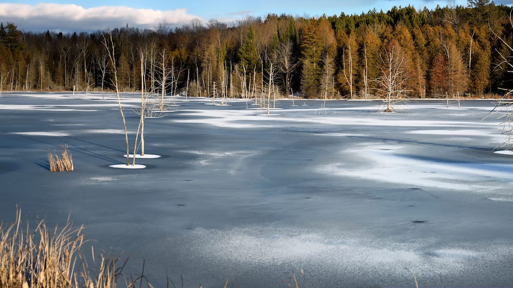 Early winter frozen lake at sunset with dead trees on Highway 37 and 7 in Ontario Canada