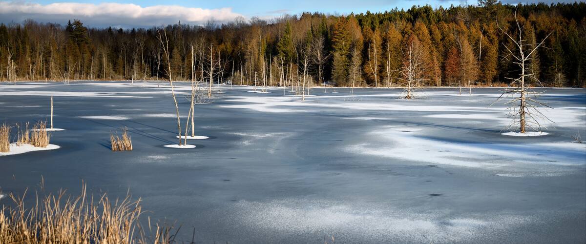 A frozen lake with sparse trees and a forest in the background.