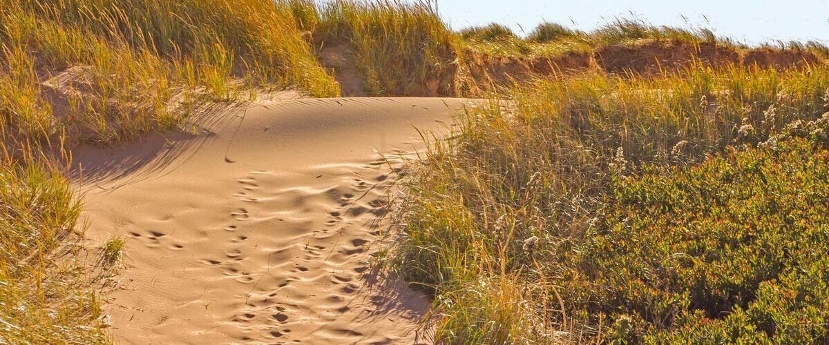 A sandy path with footprints, surrounded by grass and bushes.