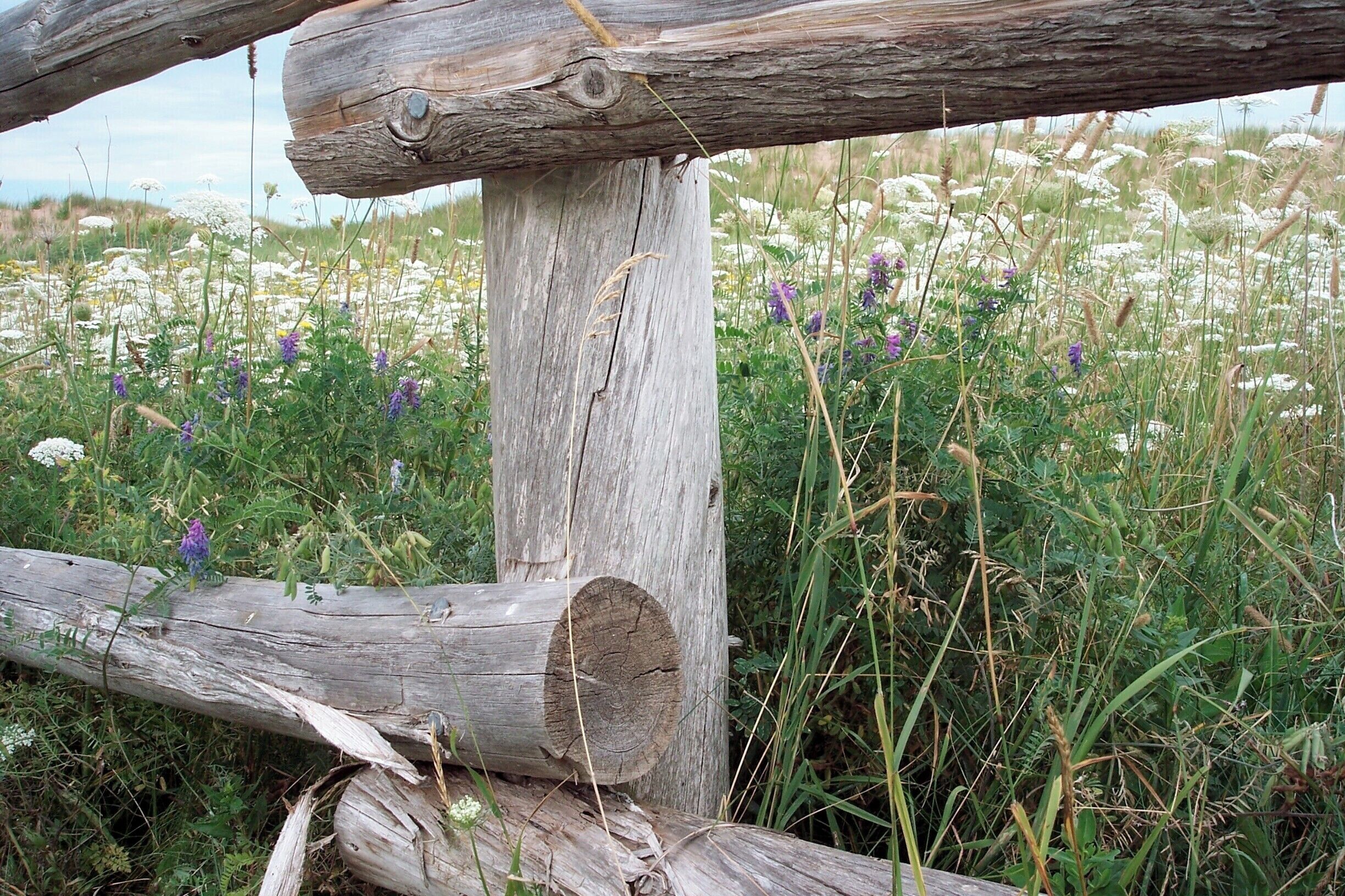 So pretty with the wild flowers. Ann would have walked down here and picked the flowers. #PEI #stories #Maritimes 