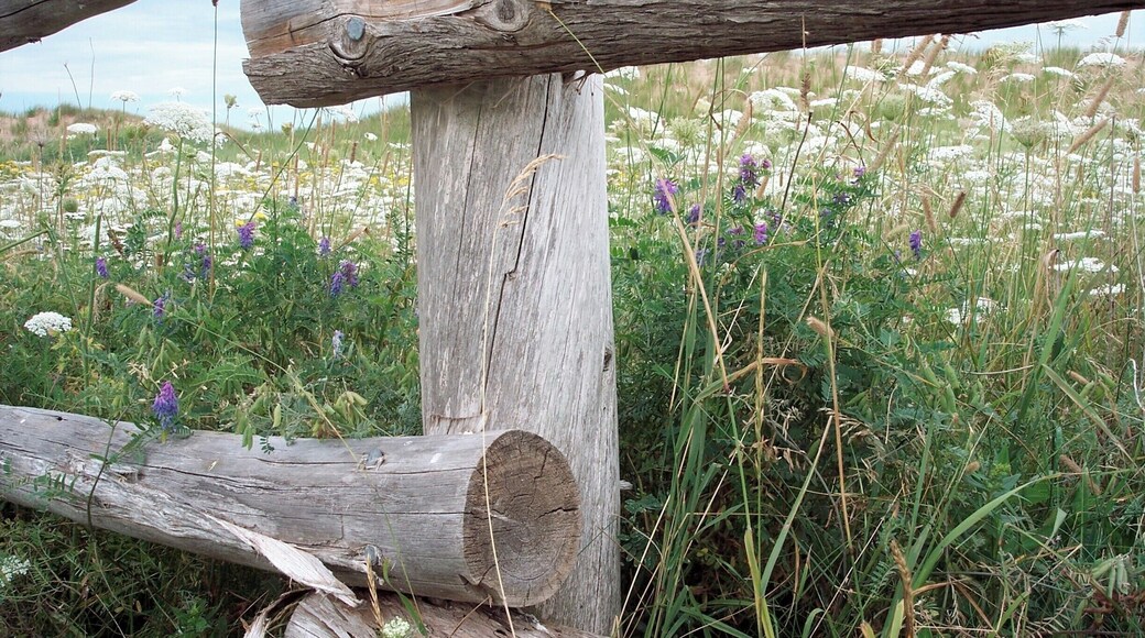 So pretty with the wild flowers. Ann would have walked down here and picked the flowers. #PEI #stories #Maritimes