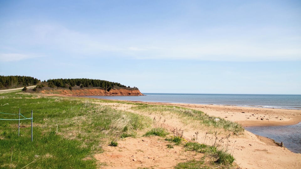 A coastal landscape with a sandy beach, grassy dunes, and a forested cliff.
