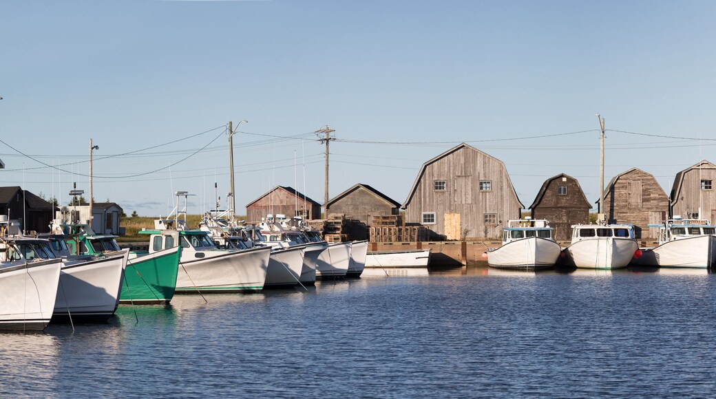 روستيكوفيل