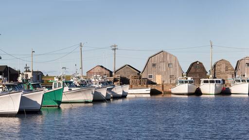 روستيكوفيل