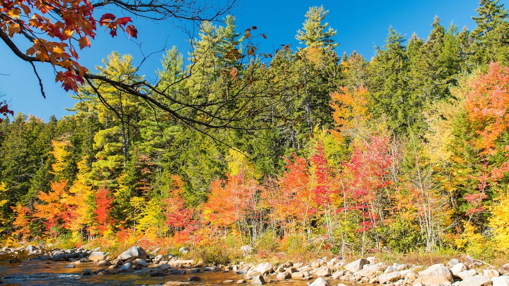 Foliage colors and vegetation near a river