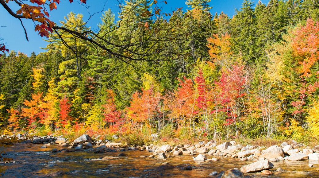 Foliage colors and vegetation near a river