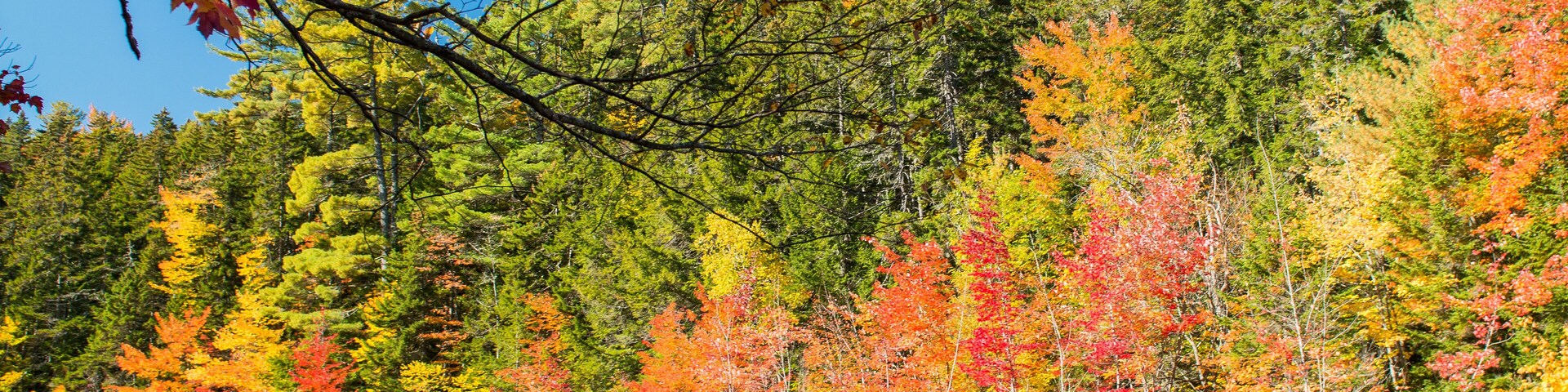 Foliage colors and vegetation near a river