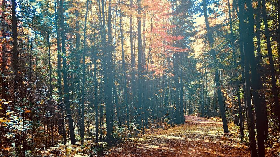 A forest path with tall trees and autumn leaves.