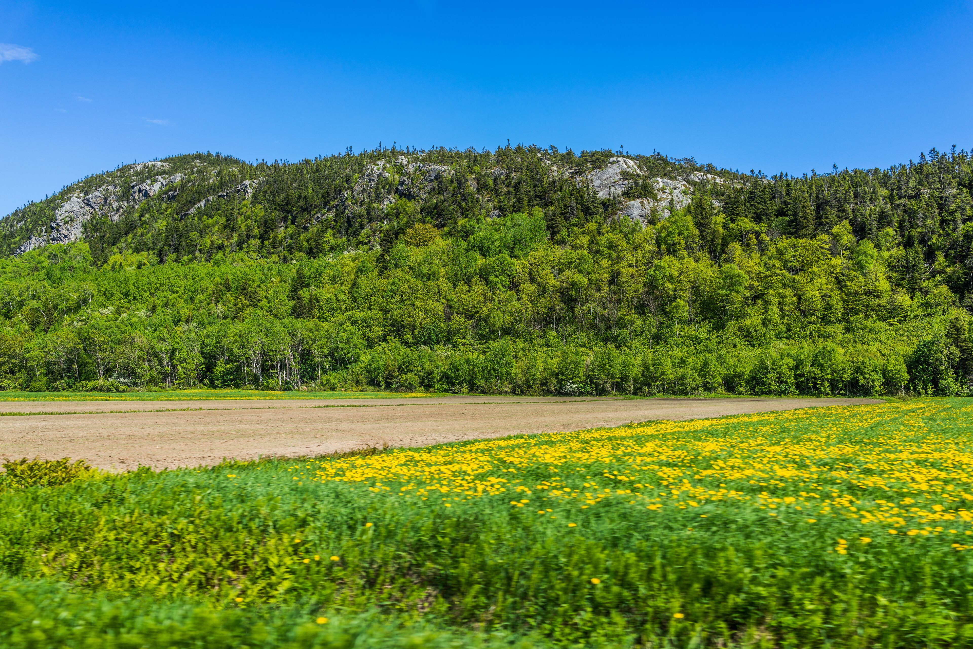 A mountainous landscape with a field of yellow flowers in the foreground and dense green forest on the hillside.
