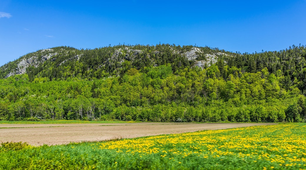 A mountainous landscape with a field of yellow flowers in the foreground and dense green forest on the hillside.