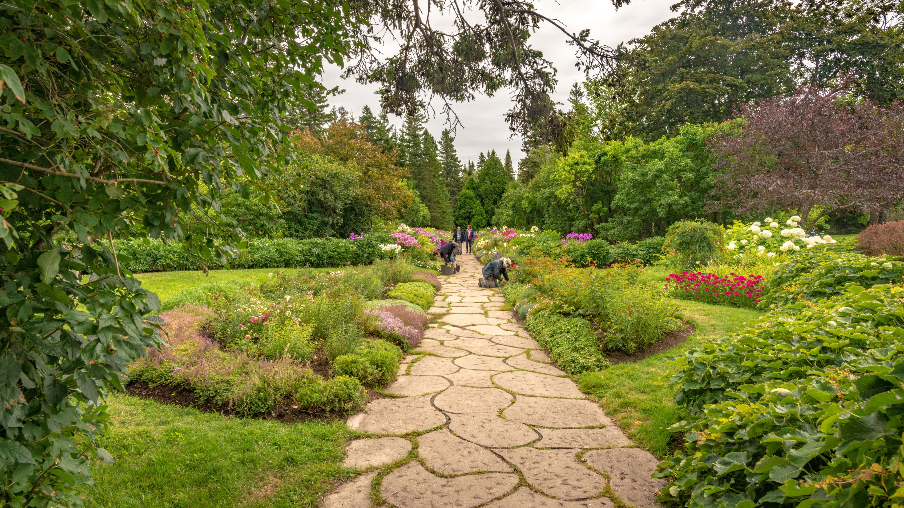 A garden with a stone pathway, lush greenery, and various flowering plants.